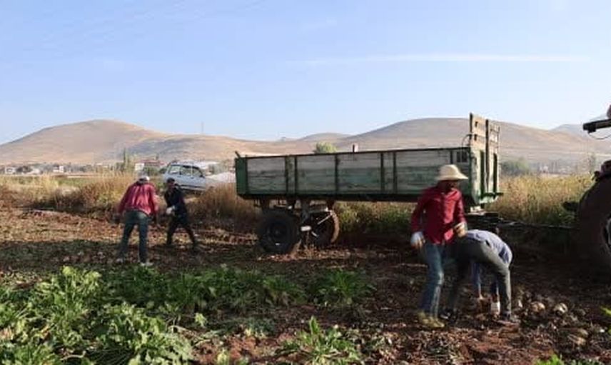 Kahramanmaraş'ta pancar hasadı rekolte beklentisiyle sürüyor
