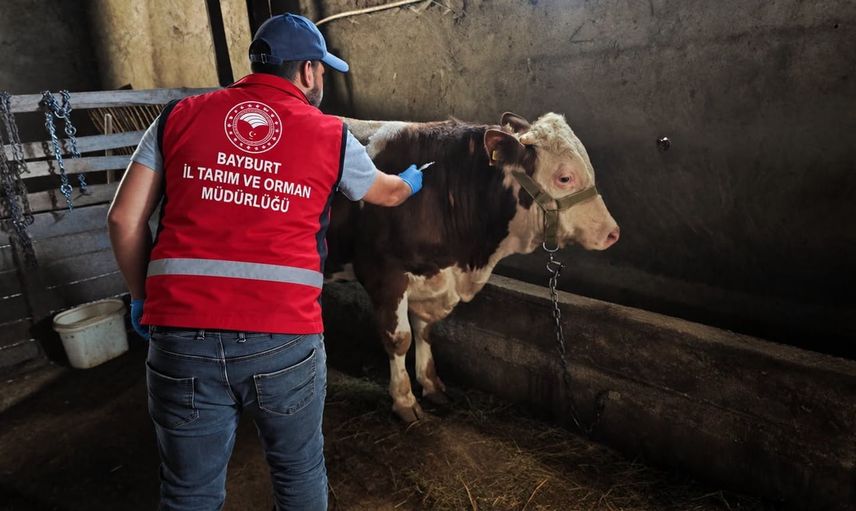 Bayburt’ta sonbahar aşı ve küpeleme seferberliği