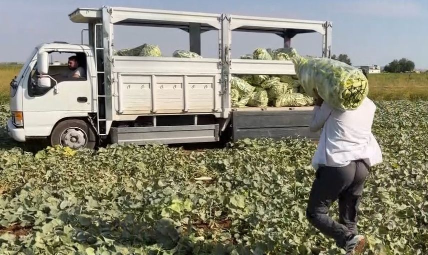 Oğuzeli'nden kış sofralarına: turşuluk acur tarladan fabrikaya