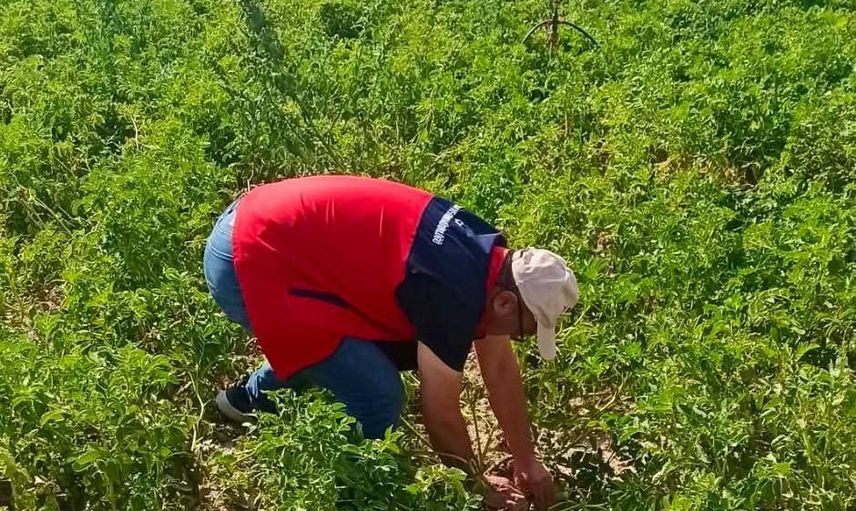 Tarlada veri toplanıyor: Çay'da rekolte ve verim tespitleri titizlikle yürütülüyor