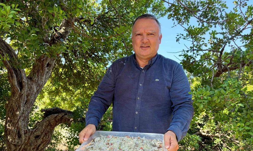 çeşme'nin damla sakızında hasat dönemi ve gelecek beklentisi