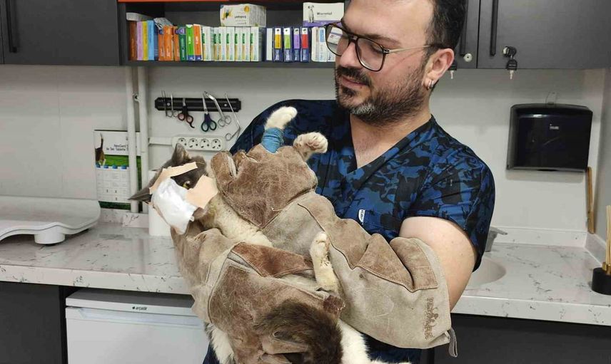 Keşan'da yüz tümörü çıkarılan sokak kedinin yüzü sırt derisiyle onarıldı