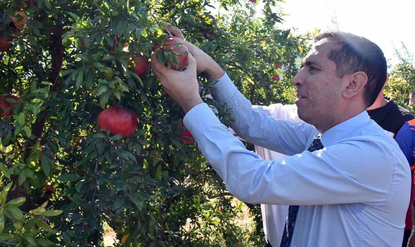 Dalyan'da nar bereketi üreticiye ekonomik değer katıyor