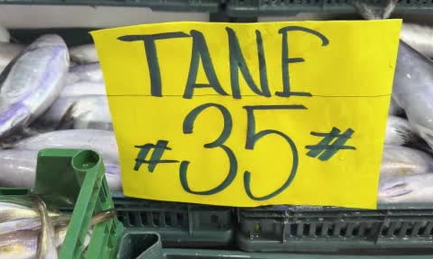 Palamut bolluğu kasanın fiyatını gölgede bıraktı: straforun tanesi balığı üçe katladı