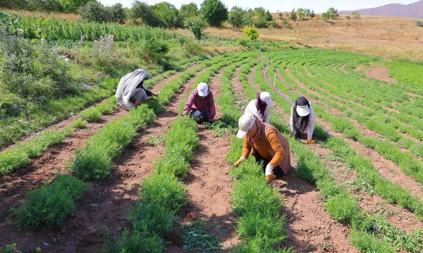 Tarhun hasadı Yedigöze köyünde başladı