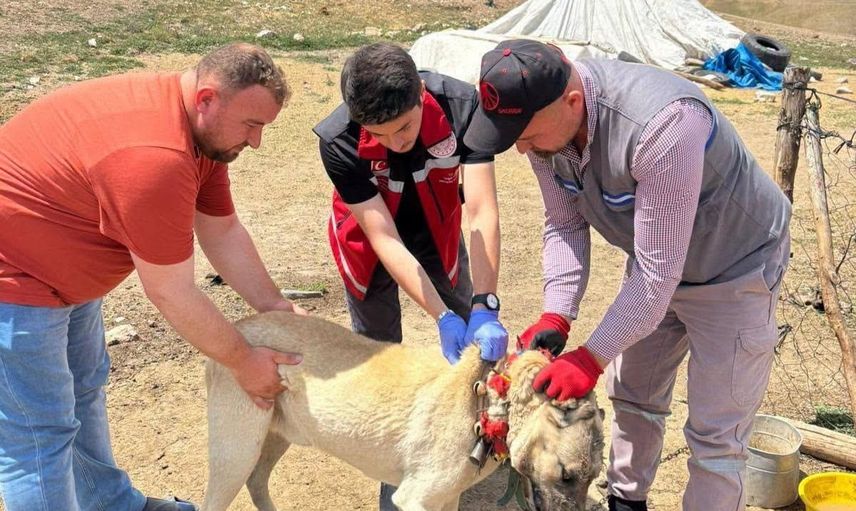 Yozgat’ta köpek sahiplerine son uyarı: kaydını yaptırmayan ve terk edenlere ağır para cezası