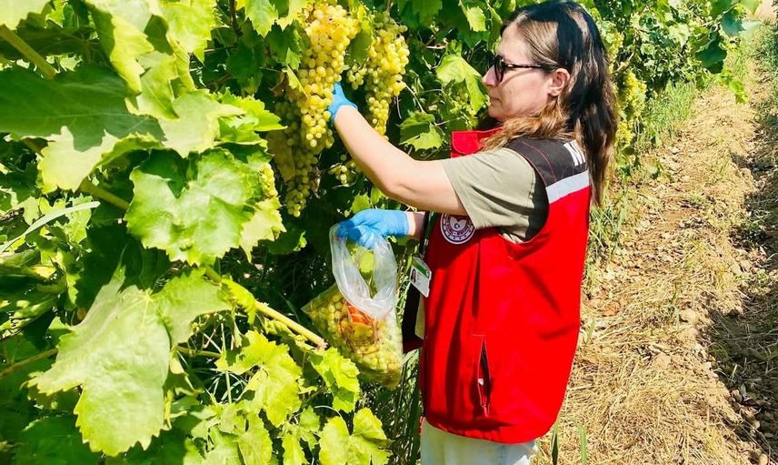 Manisa’da organik üzüm denetimleri sıkılaştı