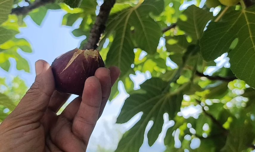Kozan'da kışlık pestil için incir mesaisi başladı
