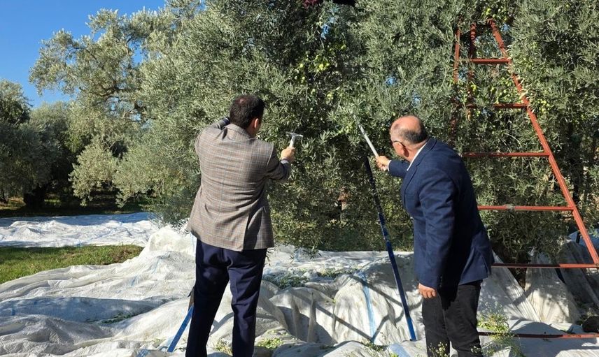 Kuyucak'ta zeytin sezonu başladı: kaymakam Ahmet Gülderen üreticilerleydi