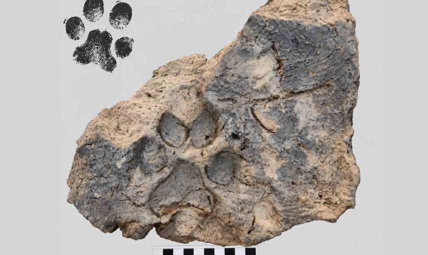 Kerpiçte kalan 4 bin yıllık pati izi Tavşanlı Höyük'te gün yüzüne çıktı