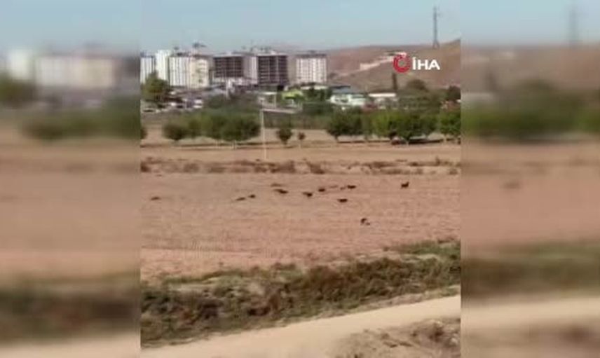 Polatlı'da sokak köpeklerinin saldırısı: koyun son anda kurtarıldı