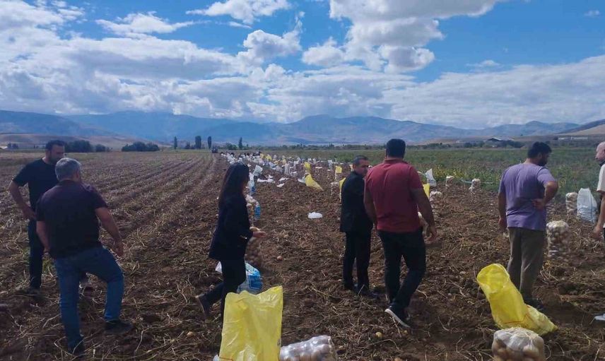 Tercan'da tarlalar kışlık patatesle dolu: hasat sezonu başladı