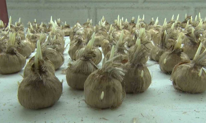 Kayseri'de yetişmez denileni başaran girişimci safranı kapalı rafta yetiştiriyor