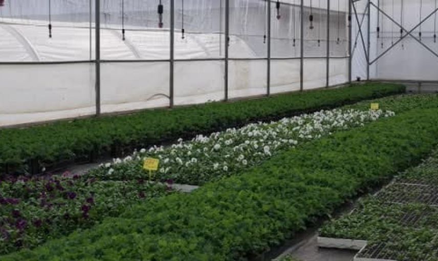 Ordu'nun seralarında çiçekten tasarruf ve yeni sektör hedefi