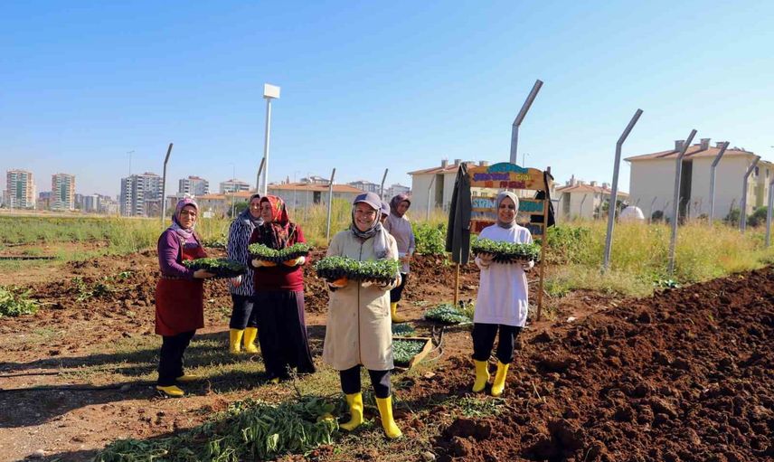 Kente yayılan dayanışma: kadın komün bostanında kış fideleri toprağa verildi
