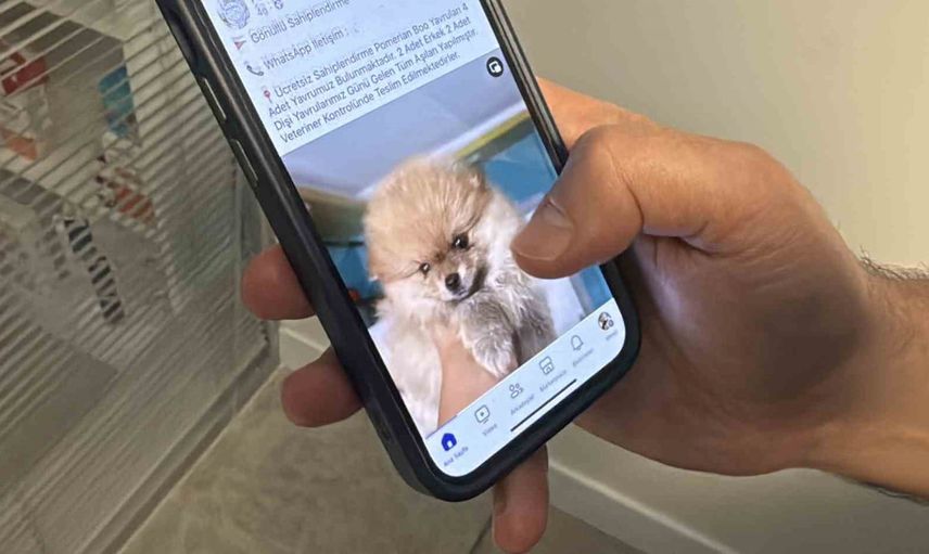 Sahiplendirme ilanıyla binlerce lira vurgun: veterinerin fotoğrafı izinsiz kullanıldı