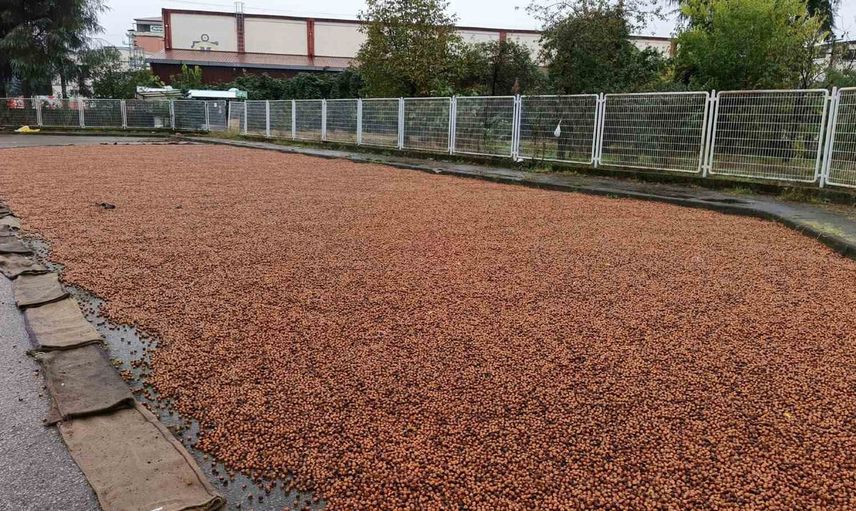 Ordu'da fındık üreticileri yağmurla mücadelede nöbete devam ediyor