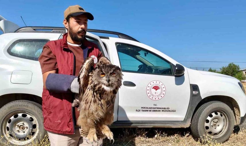 Sandıklı'da yaralı puhu kuşu tedavi için koruma altına alındı