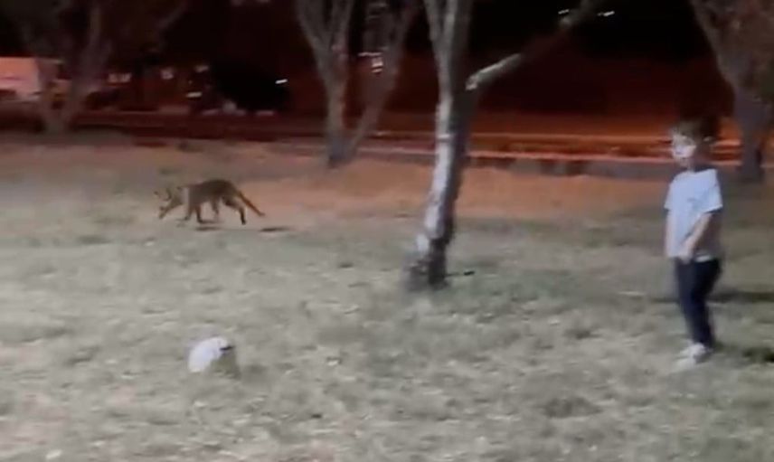 Parkta beklenmeyen misafir: tilki minik Demir'in topunu alıp gitti