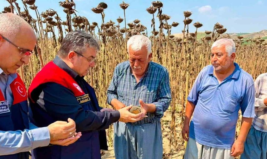 Tarsus'ta ayçiçeği hasadı umut veriyor: 4 bin 485 ton rekolte hedefleniyor