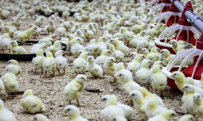 Bilecik'te 11 milyon 530 bin 764 kanatlı: üretimin her aşaması yerinde incelendi