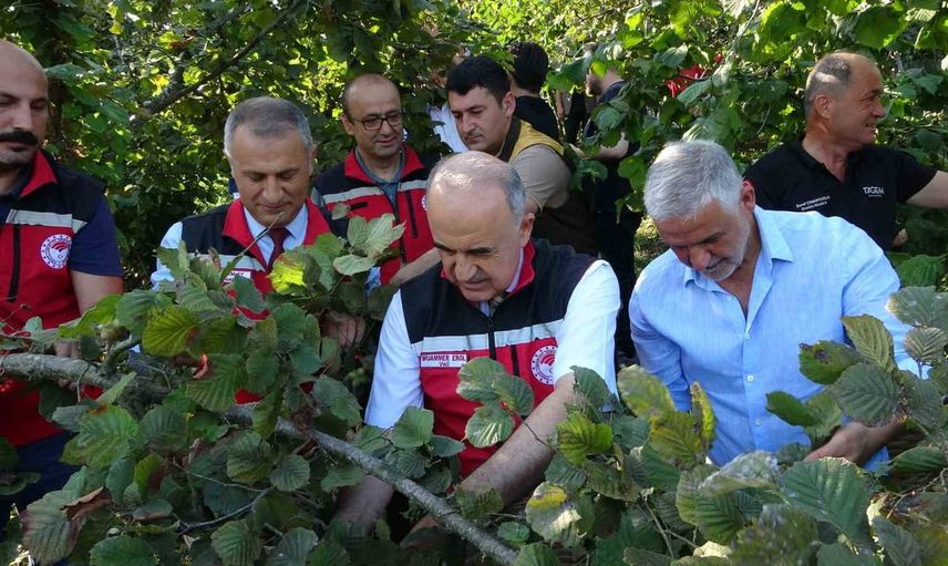 Ordu sahilinde 2026 fındık hasadı dualarla ve birlikte başladı