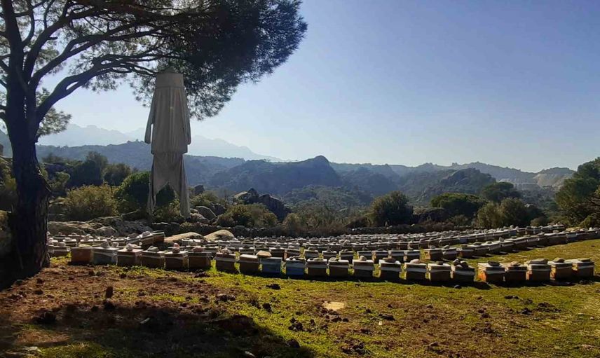 Latmos'un pürenleri arılar, hayvancılık ve yöre kültürü için vazgeçilmez
