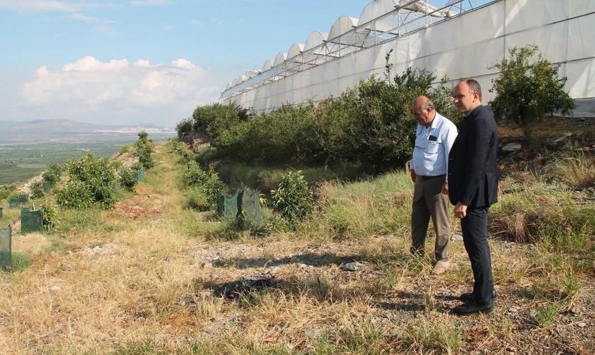 Erzin'de seracılık çeşitleniyor: avokado ve mango yerel ekonomiye katkı sağlıyor