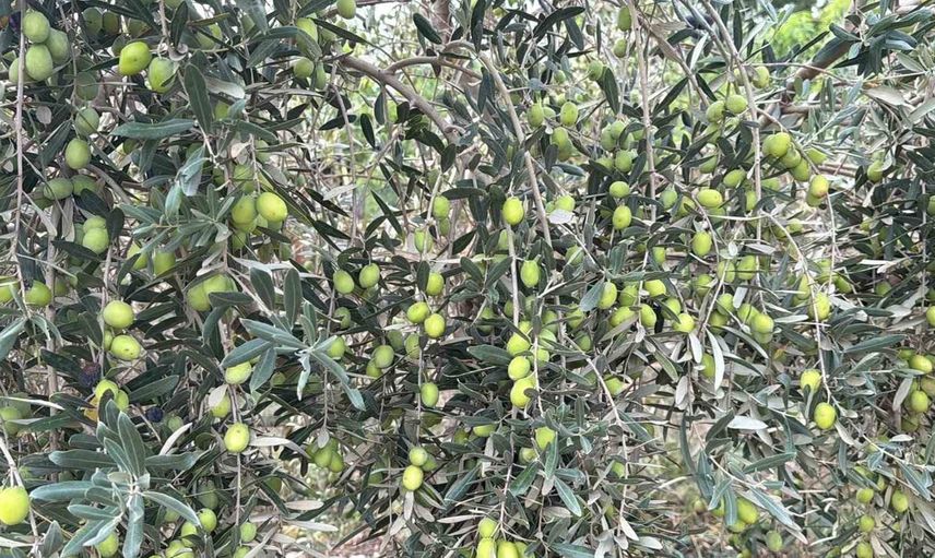 Tavşan yüreği zeytini COP31 konuklarına tanıtılacak