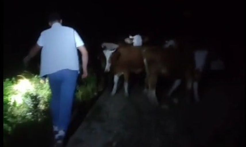 Gece yarısı traktörlerle 13 inek için dağ araması sonuç verdi