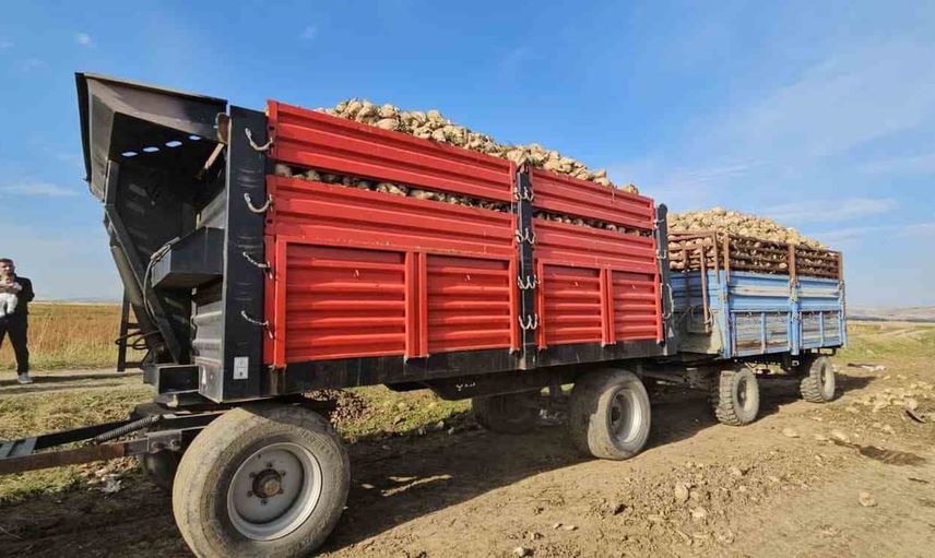 muşlu çiftçinin 220 dönümlük pancar serüveni ve fiyat beklentisi