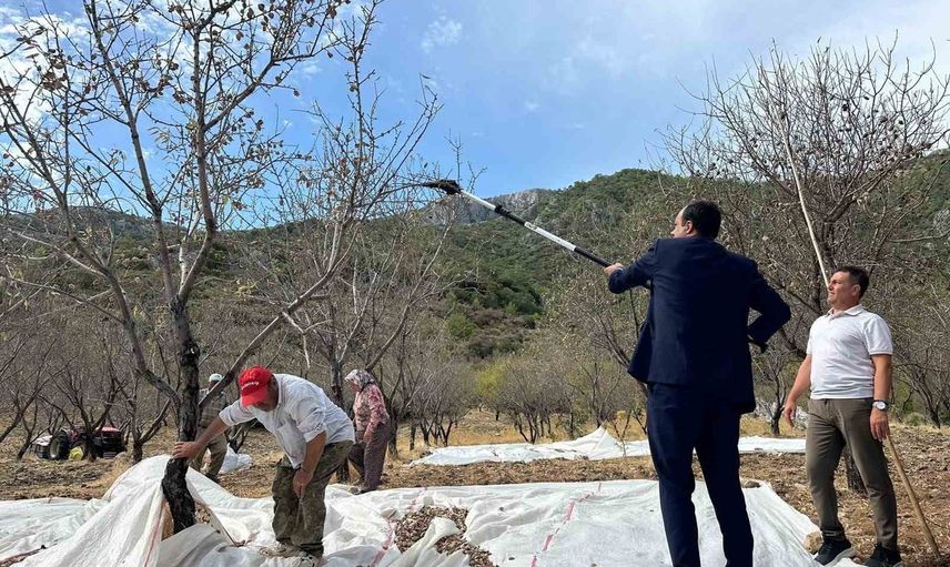 Datça'da badem bahçelerinde hasat mesaisi ve değerlendirme