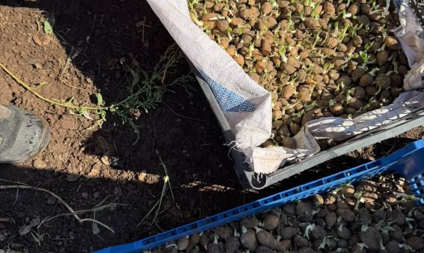 Yığılca'da salep tarımı yaygınlaşıyor: Redifler'de yeni sezon dikimi