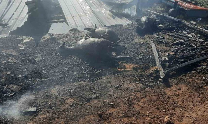 Çukurkuyu'da yangın çiftliği vurdu: 250 küçükbaş ve yaklaşık 40 ton arpa yok oldu