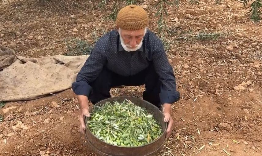 Oğuzeli'nde ev usulü tatlandırılan yeşil zeytinler tezgaha çıktı