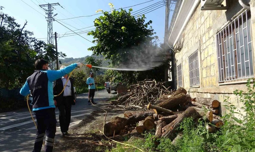 Trabzon'da samuray arılarıyla kahverengi kokarca nüfusunda düşüş