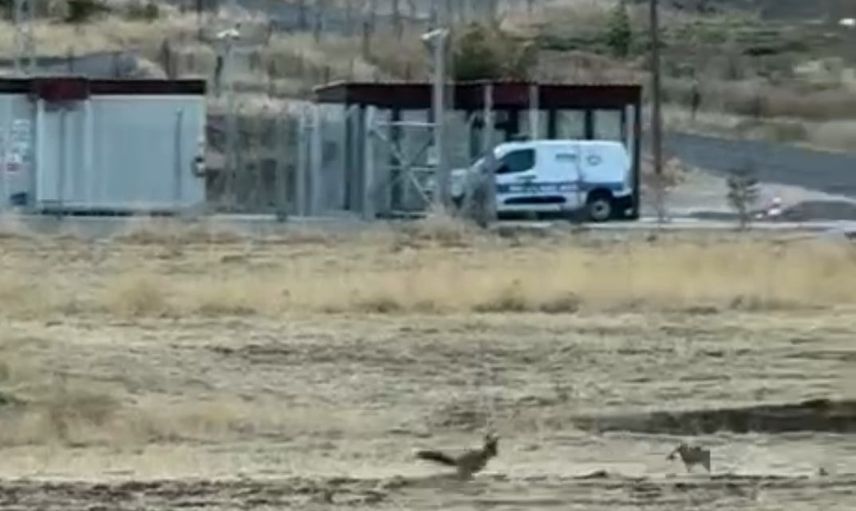 Gün doğumunda bostanda: Gercüş'te iki tilkinin oyunlu koşusu