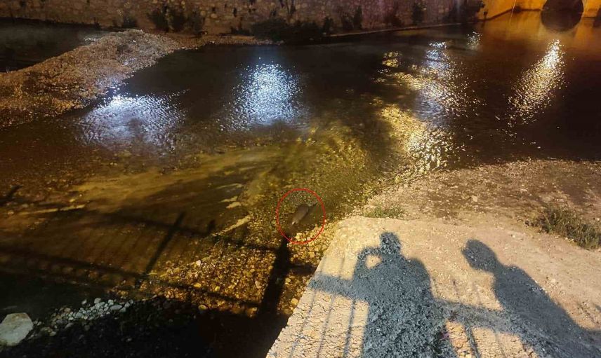 Su samuru Çarşamba Çayı'nda ilçe sakinlerini sevindirdi