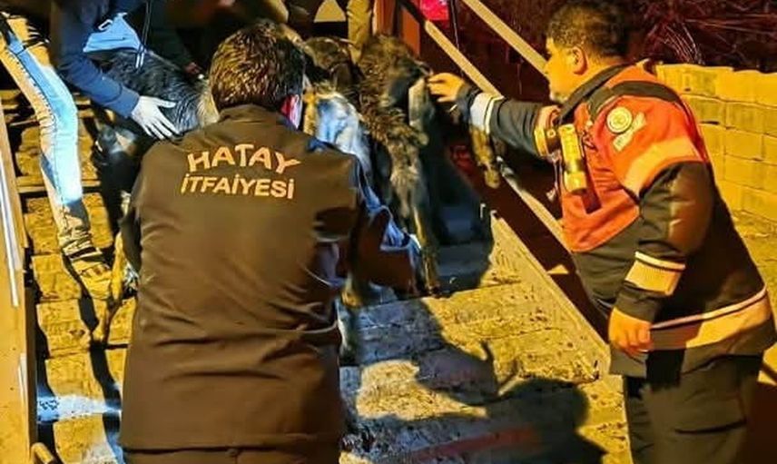 Dorsede sıkışan 40 keçi itfaiyenin müdahalesiyle kurtarıldı