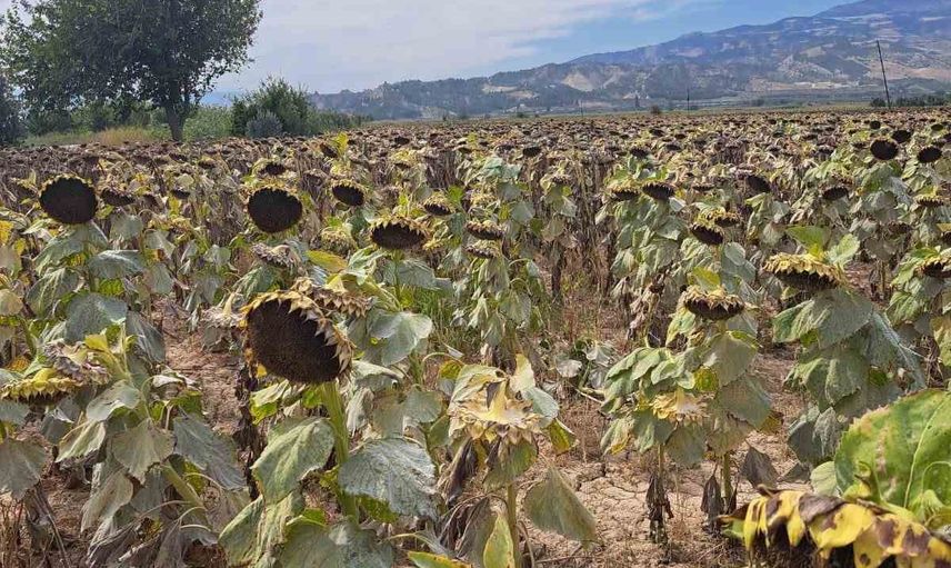 Sahayla verim artışı: Sarayköy'de pamuk, zeytin ve ayçiçeği tarlalarında kontrol