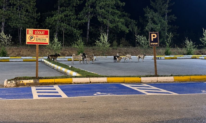 Pelitözü Gölpark'ta köpek sürüleri ziyaretçileri tedirgin ediyor