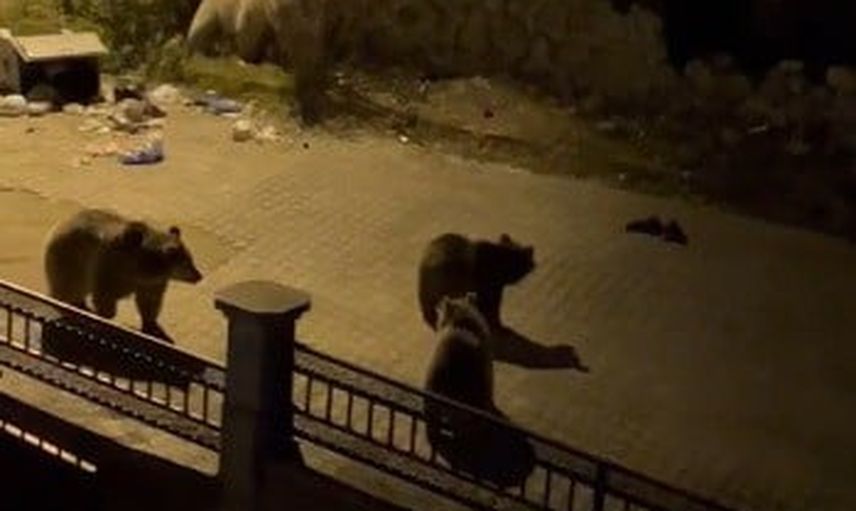 Sarıkamış'ta gecenin konukları: çöp konteynerlerinde rahat tavır sergileyen boz ayılar