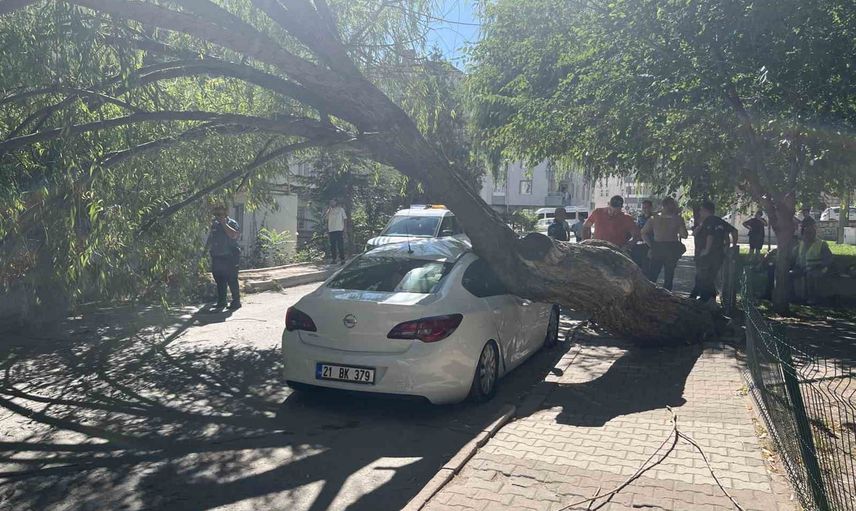 Gemili Park'ta devrilen ağaç park halindeki araca zarar verdi