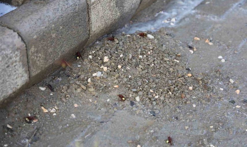 Hatay'da halk sağlığını korumak için 7 gün 24 saat haşere mücadelesi