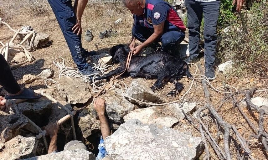 İtfaiye ve mahalle dayanışmasıyla yayladağı'nda kuyudan çıkarılan keçi