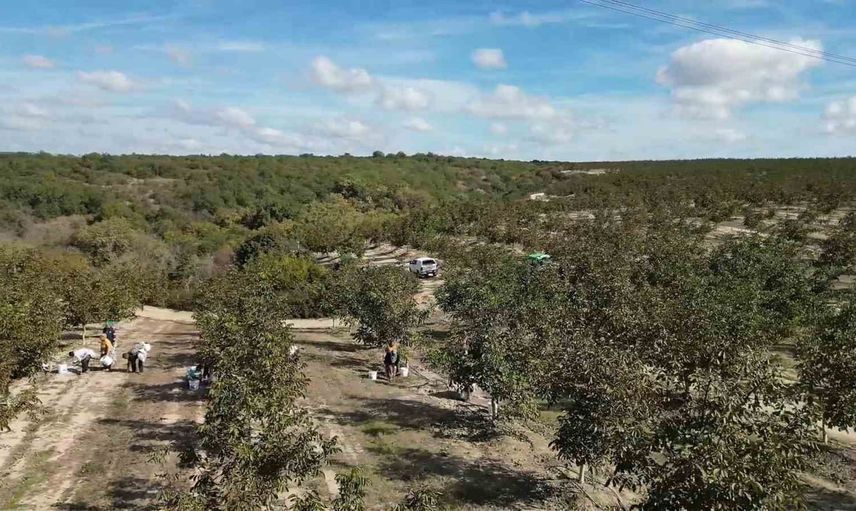 Çorlu'da kapama ceviz bahçelerinde hasat başladı, üreticiler bereket umuyor
