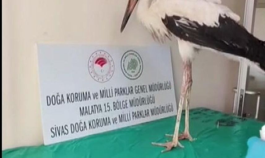 Yaralı leylek tedavisinin ardından yeniden Kızılırmak’a bırakıldı