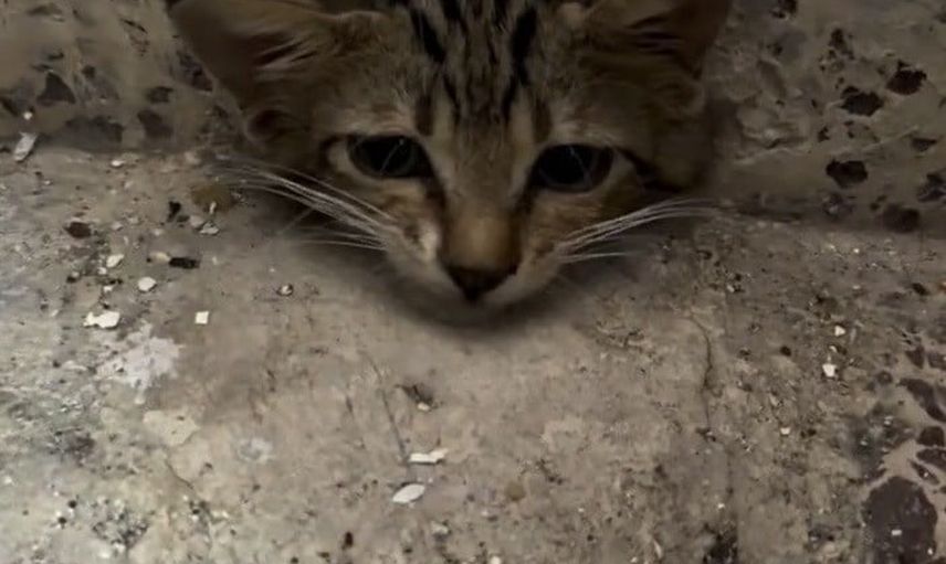 Osmaniye itfaiyesi çekiç ve tornavida ile yavru kediyi su giderinden kurtardı