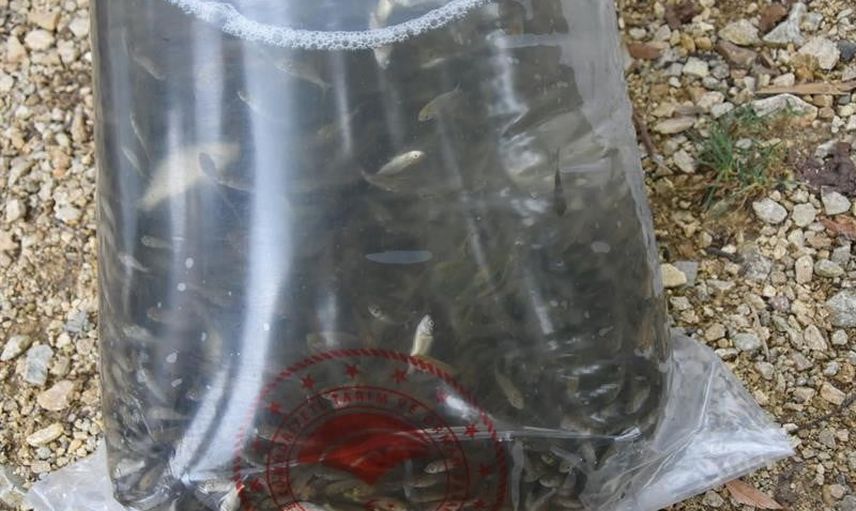 Ordu göllerine 80 bin yavru sazan bırakılarak balıkçılık canlandırılıyor