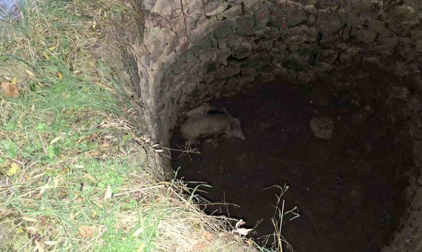 Kuyuya düşen domuzları iş makinesi kovasıyla genç kurtardı